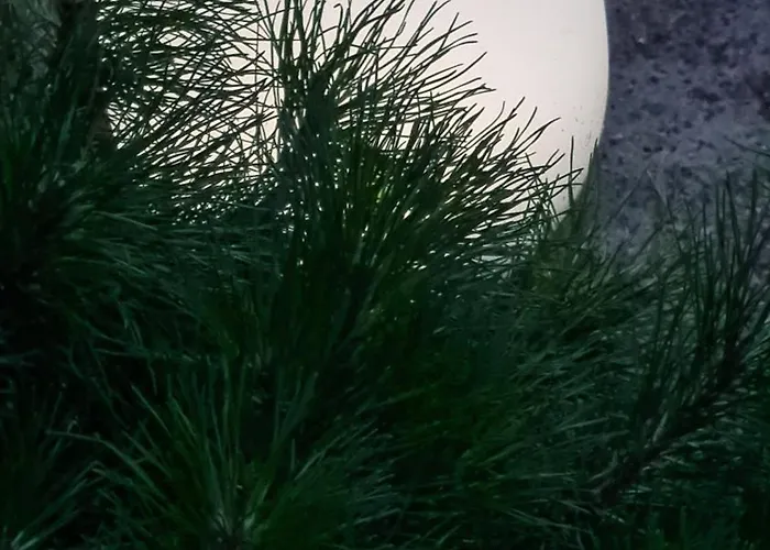 Czarna Perla 드지우노웨크